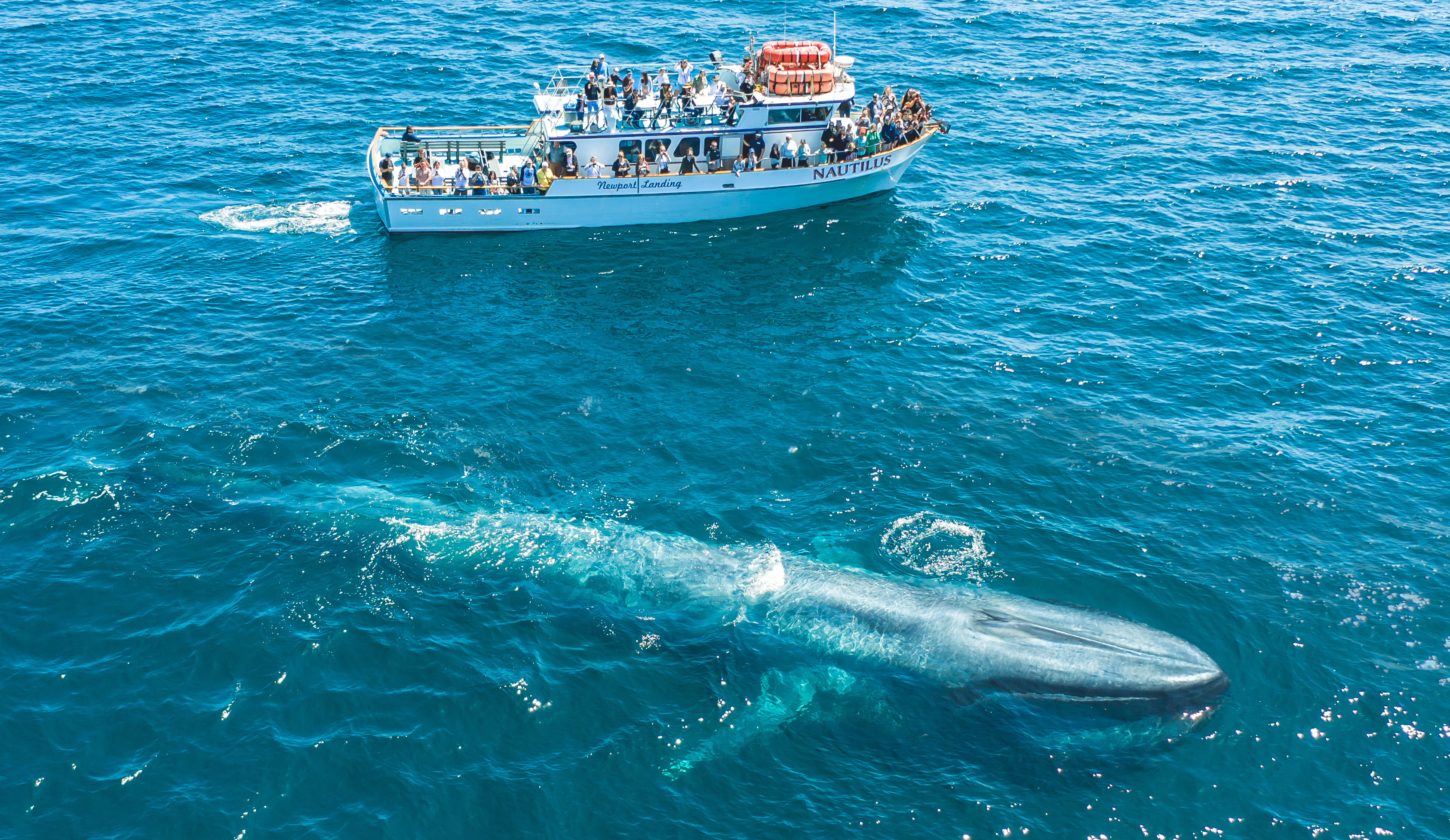 Laguna-beach-whale-watching-cruises