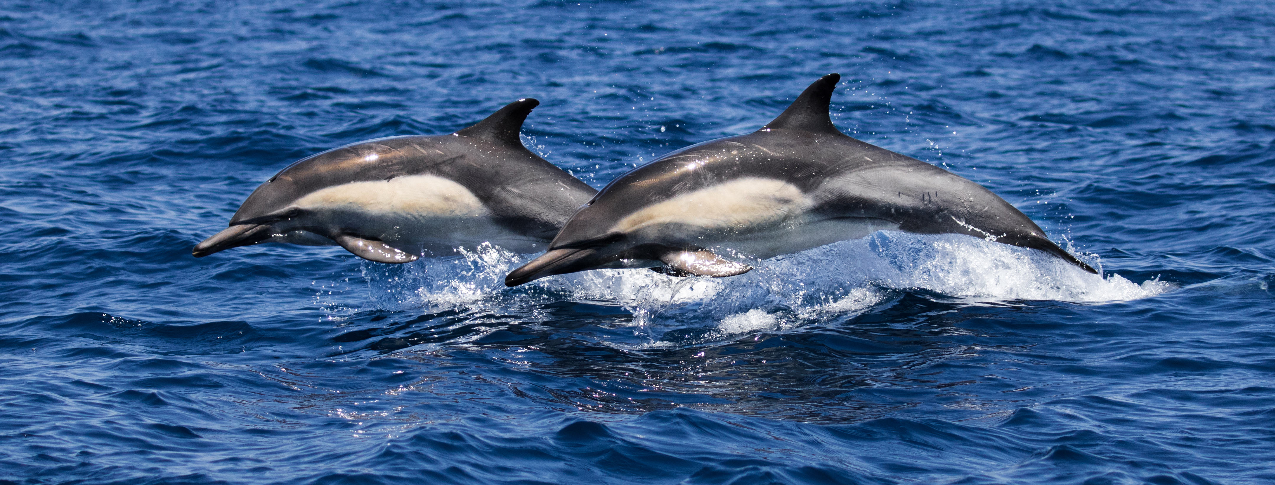 Laguna-beach-whale-tours-whale-watching