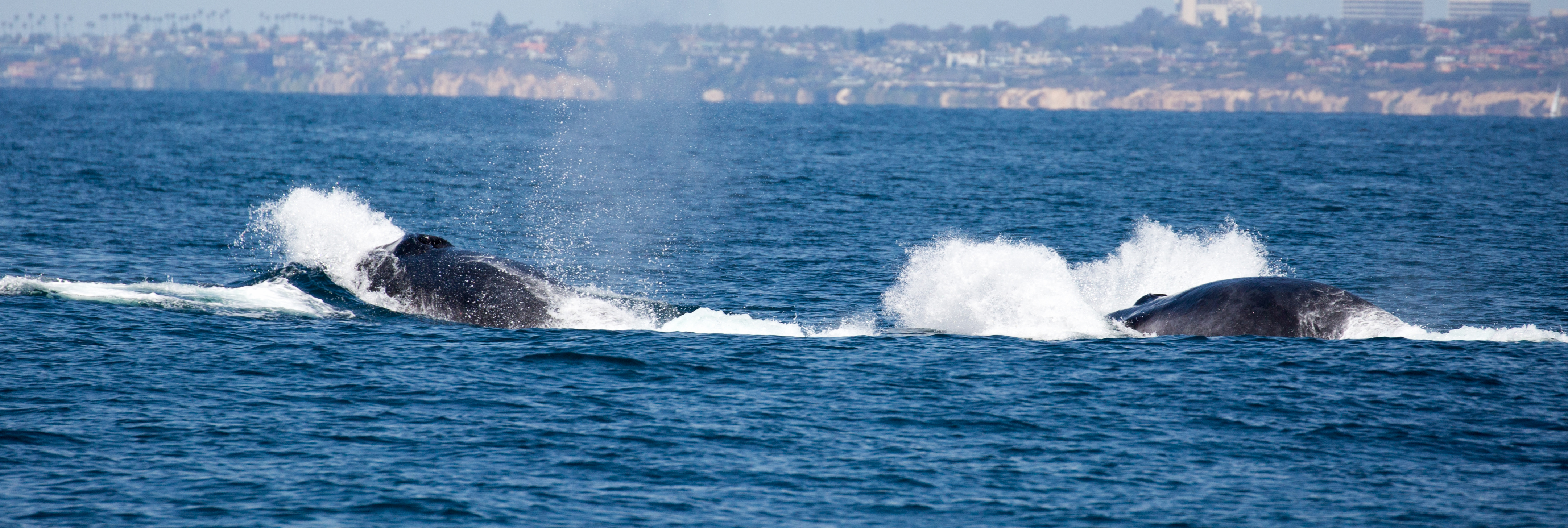 finback-whale-watching-Laguna-beach-tours