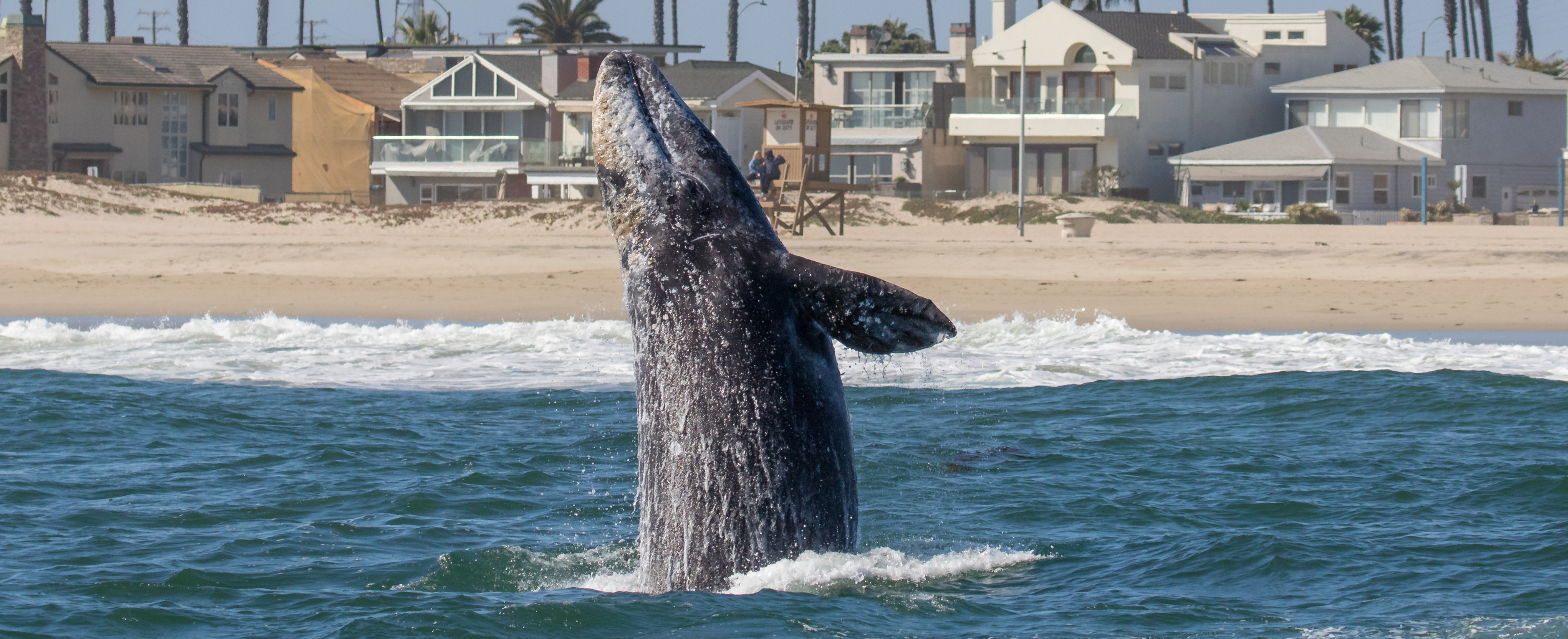 Laguna-beach-gray-whales