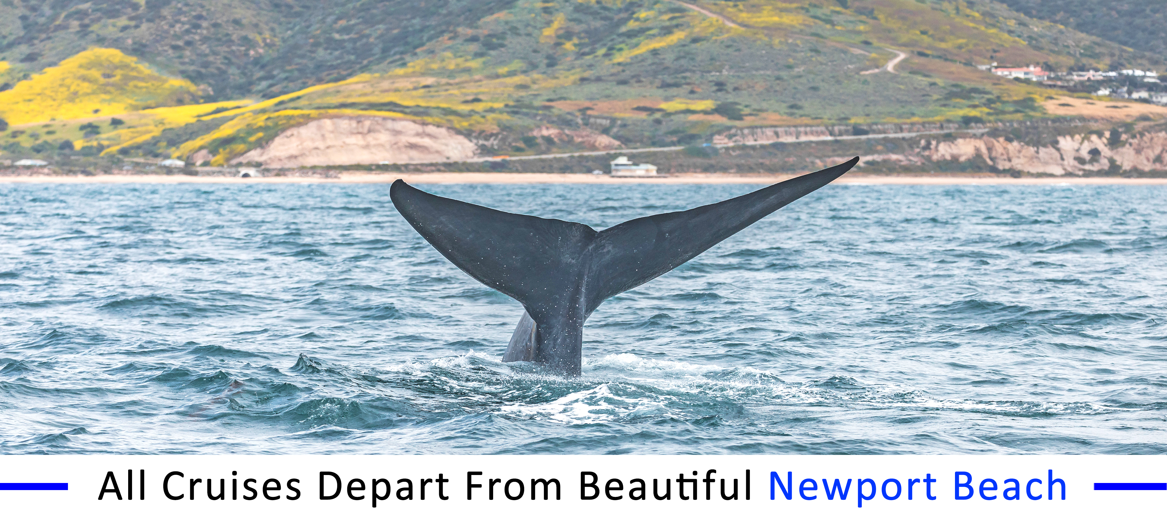 whale-watching-Laguna-beach-group-pricing