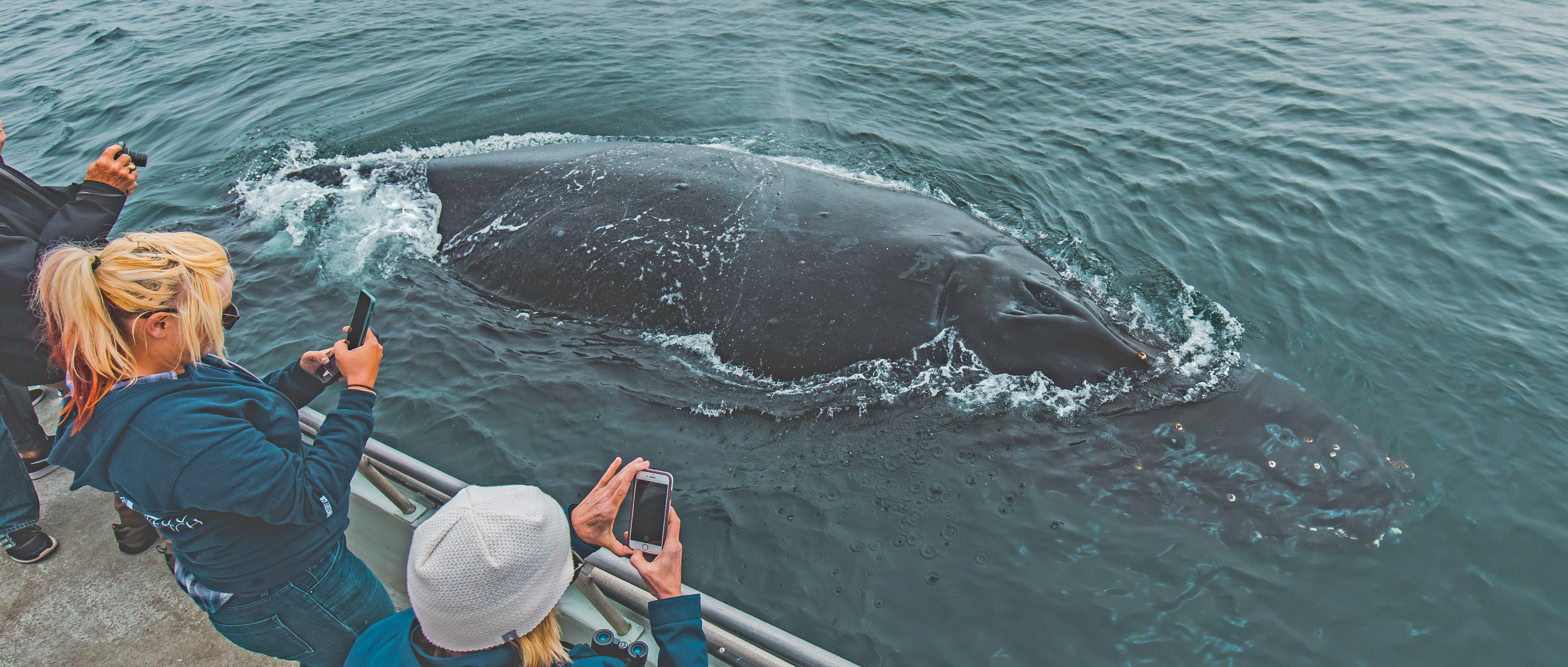 Laguna-beach-humpback-whale-watch