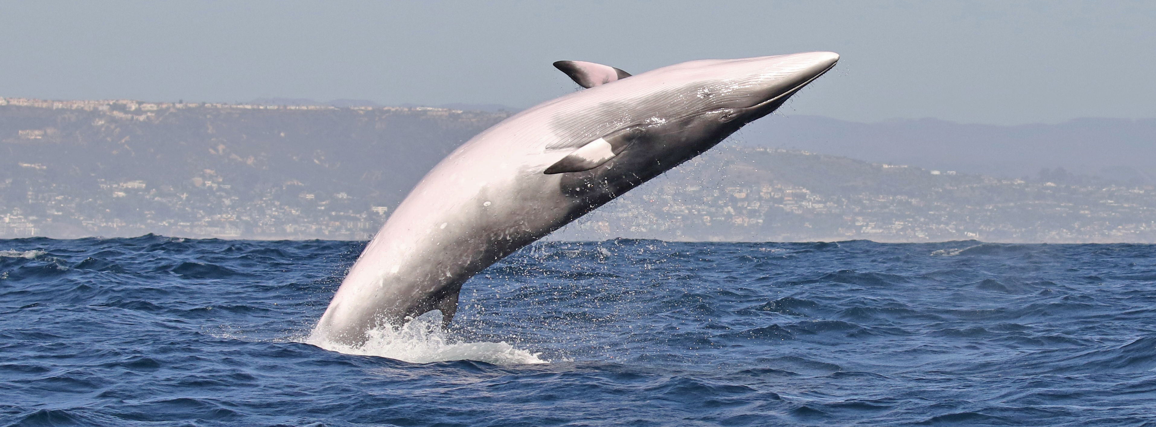 Laguna-beach-minke-whale