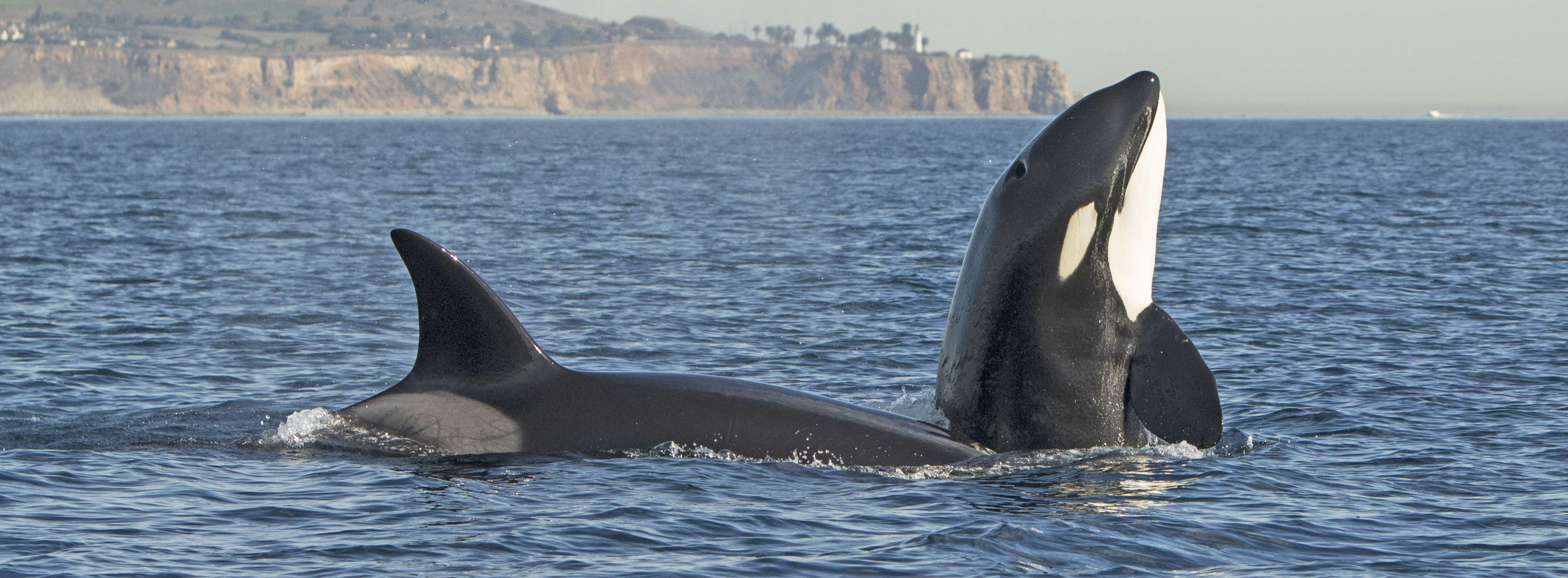 killer-whales-Laguna-beach-trip