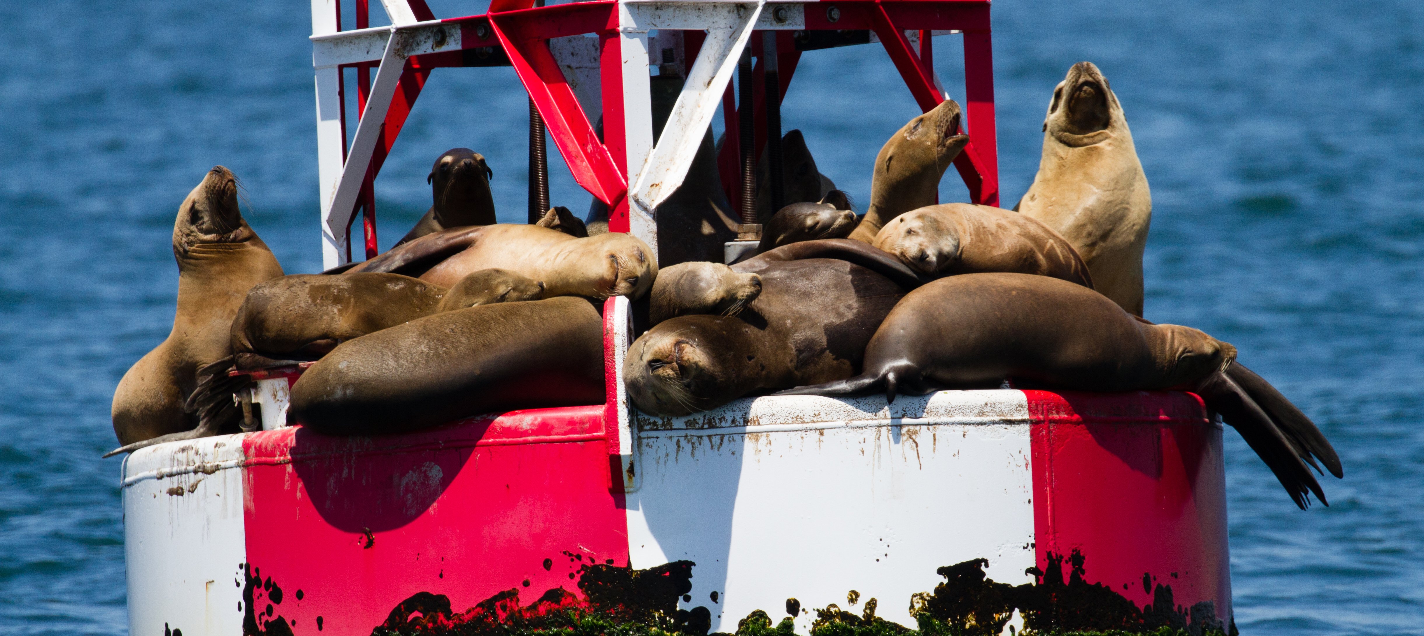 whale-watching-Laguna-beach-trips